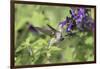 Ruby-throated Hummingbird at Amistad Salvia, Illinois-Richard & Susan Day-Framed Photographic Print