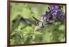 Ruby-throated Hummingbird at Amistad Salvia, Illinois-Richard & Susan Day-Framed Photographic Print