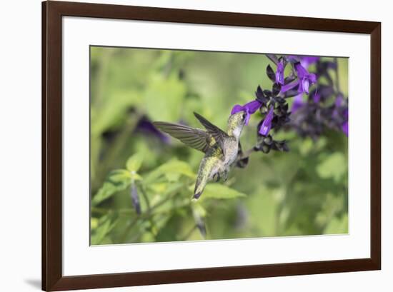 Ruby-throated Hummingbird at Amistad Salvia, Illinois-Richard & Susan Day-Framed Premium Photographic Print