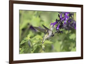 Ruby-throated Hummingbird at Amistad Salvia, Illinois-Richard & Susan Day-Framed Premium Photographic Print