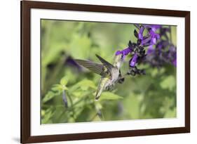 Ruby-throated Hummingbird at Amistad Salvia, Illinois-Richard & Susan Day-Framed Premium Photographic Print