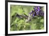 Ruby-throated Hummingbird at Amistad Salvia, Illinois-Richard & Susan Day-Framed Premium Photographic Print