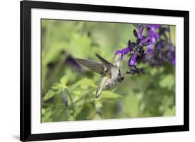 Ruby-throated Hummingbird at Amistad Salvia, Illinois-Richard & Susan Day-Framed Premium Photographic Print