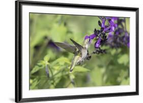 Ruby-throated Hummingbird at Amistad Salvia, Illinois-Richard & Susan Day-Framed Premium Photographic Print