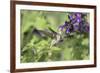 Ruby-throated Hummingbird at Amistad Salvia, Illinois-Richard & Susan Day-Framed Premium Photographic Print