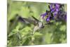 Ruby-throated Hummingbird at Amistad Salvia, Illinois-Richard & Susan Day-Mounted Premium Photographic Print