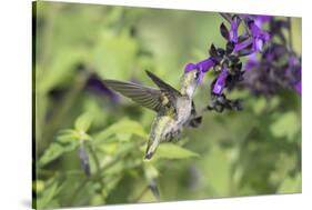 Ruby-throated Hummingbird at Amistad Salvia, Illinois-Richard & Susan Day-Stretched Canvas