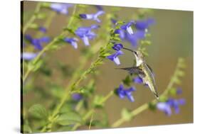 Ruby-Throated Hummingbird at Blue Ensign Salvia, Marion County, Il-Richard and Susan Day-Stretched Canvas