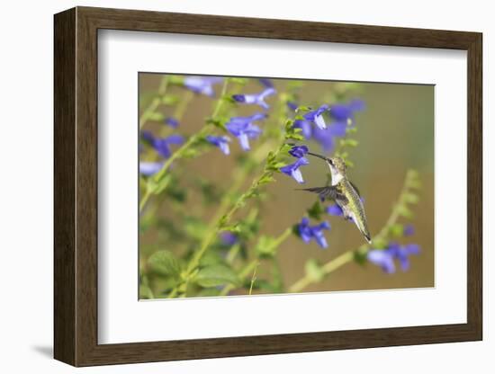 Ruby-Throated Hummingbird at Blue Ensign Salvia, Marion County, Il-Richard and Susan Day-Framed Photographic Print