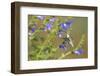 Ruby-Throated Hummingbird at Blue Ensign Salvia, Marion County, Il-Richard and Susan Day-Framed Photographic Print