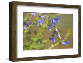 Ruby-Throated Hummingbird at Blue Ensign Salvia, Marion County, Il-Richard and Susan Day-Framed Photographic Print