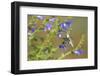 Ruby-Throated Hummingbird at Blue Ensign Salvia, Marion County, Il-Richard and Susan Day-Framed Photographic Print