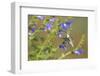 Ruby-Throated Hummingbird at Blue Ensign Salvia, Marion County, Il-Richard and Susan Day-Framed Photographic Print