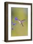 Ruby-throated hummingbird at blue ensign salvia-Richard and Susan Day-Framed Photographic Print