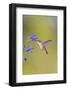 Ruby-throated hummingbird at blue ensign salvia-Richard and Susan Day-Framed Photographic Print