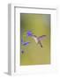 Ruby-throated hummingbird at blue ensign salvia-Richard and Susan Day-Framed Photographic Print