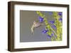 Ruby-throated hummingbird at blue ensign salvia-Richard and Susan Day-Framed Photographic Print