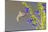 Ruby-throated hummingbird at blue ensign salvia-Richard and Susan Day-Mounted Photographic Print