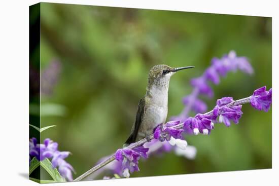 Ruby-Throated Hummingbird at Mexican Bush Sage. Marion, Illinois, Usa-Richard ans Susan Day-Stretched Canvas