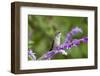 Ruby-Throated Hummingbird at Mexican Bush Sage. Marion, Illinois, Usa-Richard ans Susan Day-Framed Photographic Print