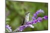 Ruby-Throated Hummingbird at Mexican Bush Sage. Marion, Illinois, Usa-Richard ans Susan Day-Mounted Photographic Print