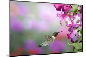 Ruby-Throated Hummingbird at Phoenix Magenta Penstemon, Marion Co. IL-Richard and Susan Day-Mounted Photographic Print