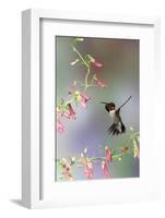 Ruby-Throated Hummingbird at Prairie Fire Penstemon, Illinois, Usa-Richard ans Susan Day-Framed Photographic Print