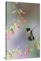 Ruby-Throated Hummingbird at Prairie Fire Penstemon, Illinois, Usa-Richard ans Susan Day-Stretched Canvas