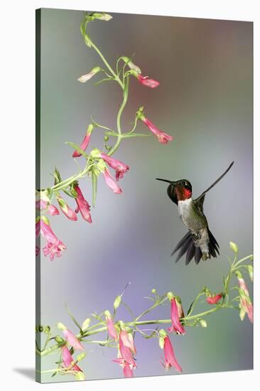 Ruby-Throated Hummingbird at Prairie Fire Penstemon, Illinois, Usa-Richard ans Susan Day-Stretched Canvas