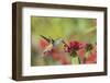 Ruby-Throated Hummingbird at Red Pentas in Marion County, Illinois-Richard and Susan Day-Framed Photographic Print