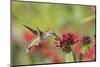 Ruby-Throated Hummingbird at Red Pentas in Marion County, Illinois-Richard and Susan Day-Mounted Photographic Print