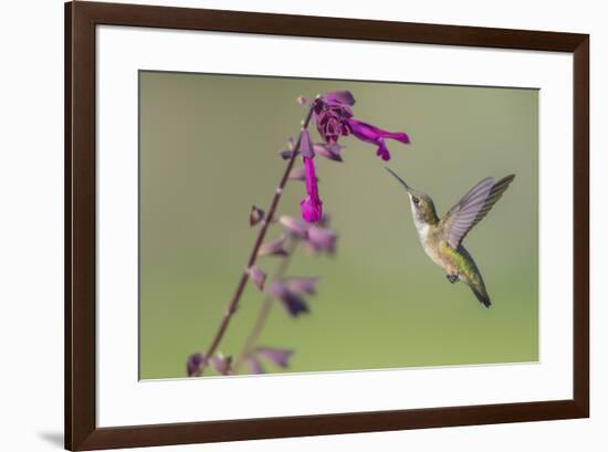 Ruby-throated Hummingbird at Salvia 'Love and Wishes', Illinois-Richard & Susan Day-Framed Premium Photographic Print