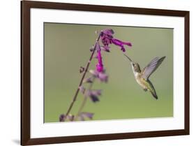 Ruby-throated Hummingbird at Salvia 'Love and Wishes', Illinois-Richard & Susan Day-Framed Premium Photographic Print