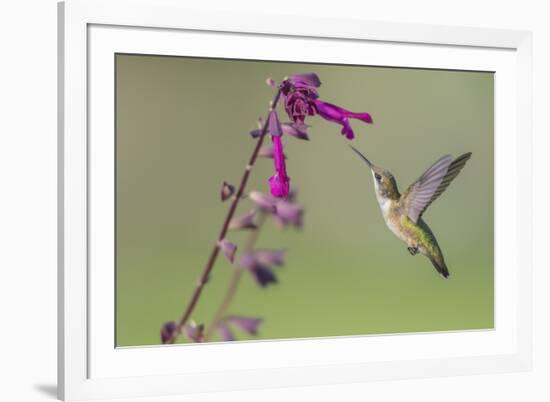 Ruby-throated Hummingbird at Salvia 'Love and Wishes', Illinois-Richard & Susan Day-Framed Premium Photographic Print