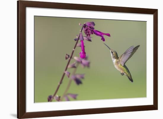 Ruby-throated Hummingbird at Salvia 'Love and Wishes', Illinois-Richard & Susan Day-Framed Premium Photographic Print