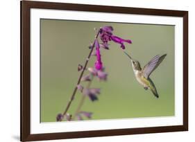 Ruby-throated Hummingbird at Salvia 'Love and Wishes', Illinois-Richard & Susan Day-Framed Premium Photographic Print