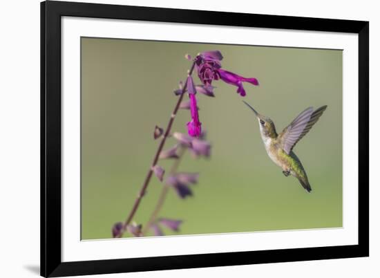 Ruby-throated Hummingbird at Salvia 'Love and Wishes', Illinois-Richard & Susan Day-Framed Premium Photographic Print