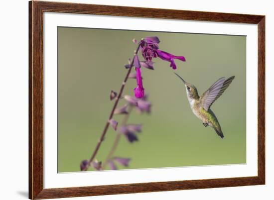 Ruby-throated Hummingbird at Salvia 'Love and Wishes', Illinois-Richard & Susan Day-Framed Premium Photographic Print