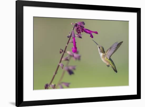 Ruby-throated Hummingbird at Salvia 'Love and Wishes', Illinois-Richard & Susan Day-Framed Premium Photographic Print