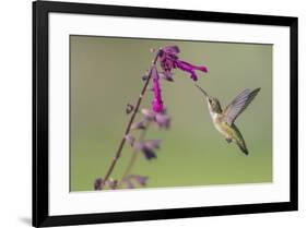 Ruby-throated Hummingbird at Salvia 'Love and Wishes', Illinois-Richard & Susan Day-Framed Premium Photographic Print