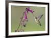 Ruby-throated Hummingbird at Salvia 'Love and Wishes', Illinois-Richard & Susan Day-Framed Premium Photographic Print