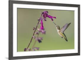 Ruby-throated Hummingbird at Salvia 'Love and Wishes', Illinois-Richard & Susan Day-Framed Premium Photographic Print