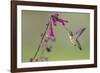 Ruby-throated Hummingbird at Salvia 'Love and Wishes', Illinois-Richard & Susan Day-Framed Photographic Print