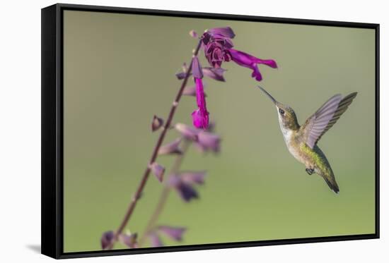 Ruby-throated Hummingbird at Salvia 'Love and Wishes', Illinois-Richard & Susan Day-Framed Stretched Canvas