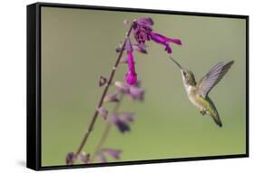 Ruby-throated Hummingbird at Salvia 'Love and Wishes', Illinois-Richard & Susan Day-Framed Stretched Canvas