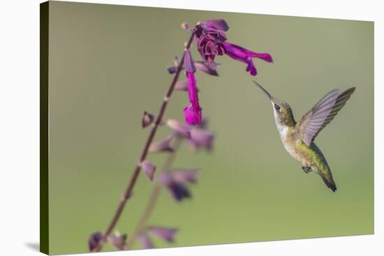 Ruby-throated Hummingbird at Salvia 'Love and Wishes', Illinois-Richard & Susan Day-Stretched Canvas