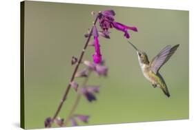 Ruby-throated Hummingbird at Salvia 'Love and Wishes', Illinois-Richard & Susan Day-Stretched Canvas