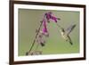 Ruby-throated Hummingbird at Salvia 'Love and Wishes', Illinois-Richard & Susan Day-Framed Photographic Print