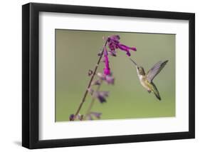 Ruby-throated Hummingbird at Salvia 'Love and Wishes', Illinois-Richard & Susan Day-Framed Photographic Print