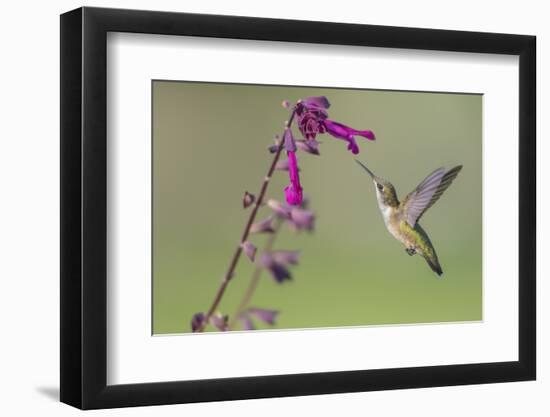 Ruby-throated Hummingbird at Salvia 'Love and Wishes', Illinois-Richard & Susan Day-Framed Photographic Print